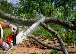 Best Tree Removal Services  in Marin City, CA